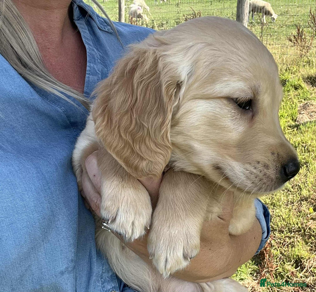 Golden Retriever dogs for sale: Beautiful KC Golden Retriever Puppies - Image 24