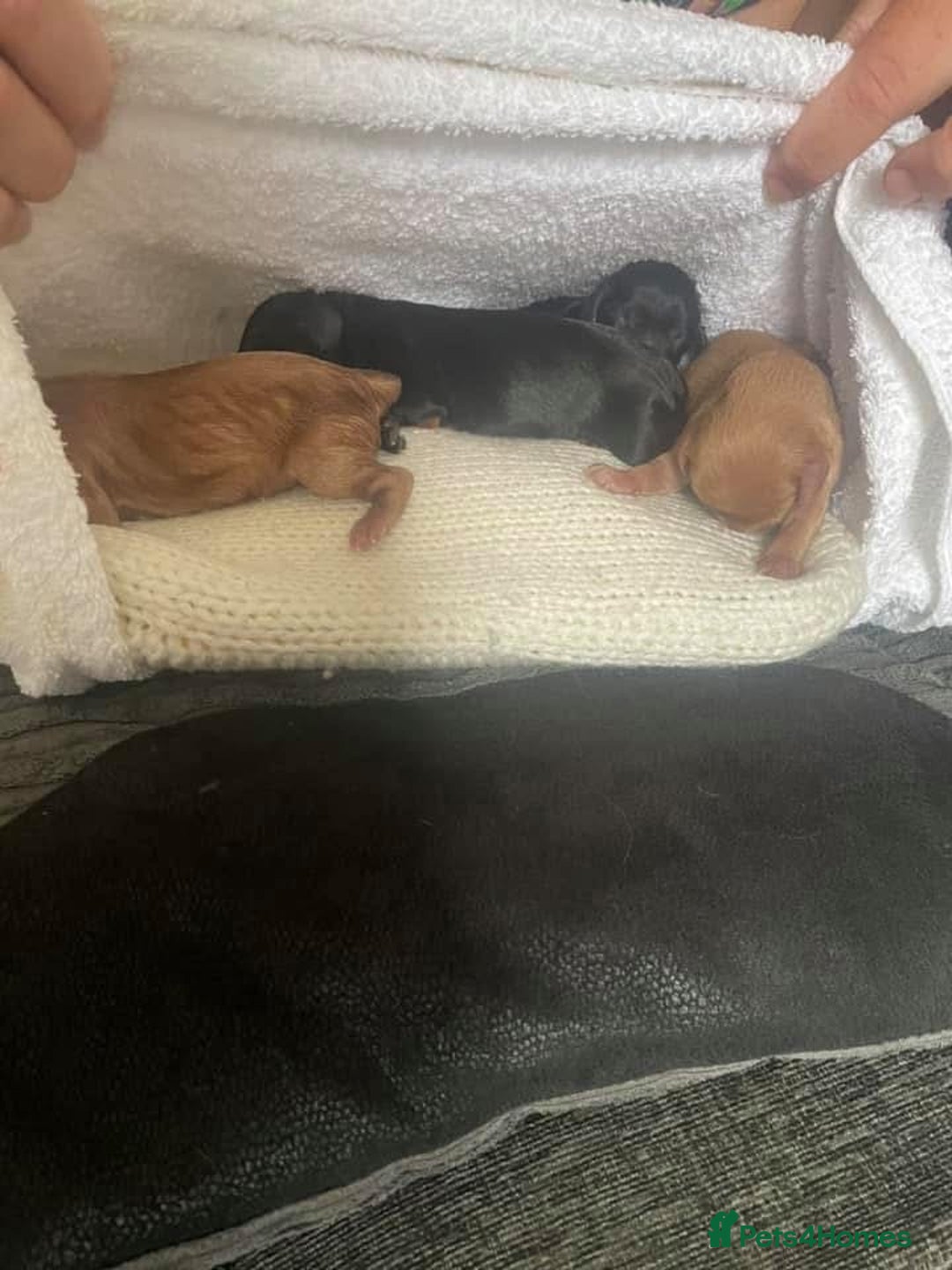 Cavapoo dogs for sale: Health Tested F1 TOY Cavapoo Puppies  - Advert 10