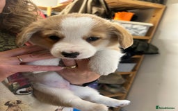 Welsh Corgi Pembroke dogs for sale: 🐾 Pedigree Pembroke Welsh Corgi Puppies 🐾 - Image 10