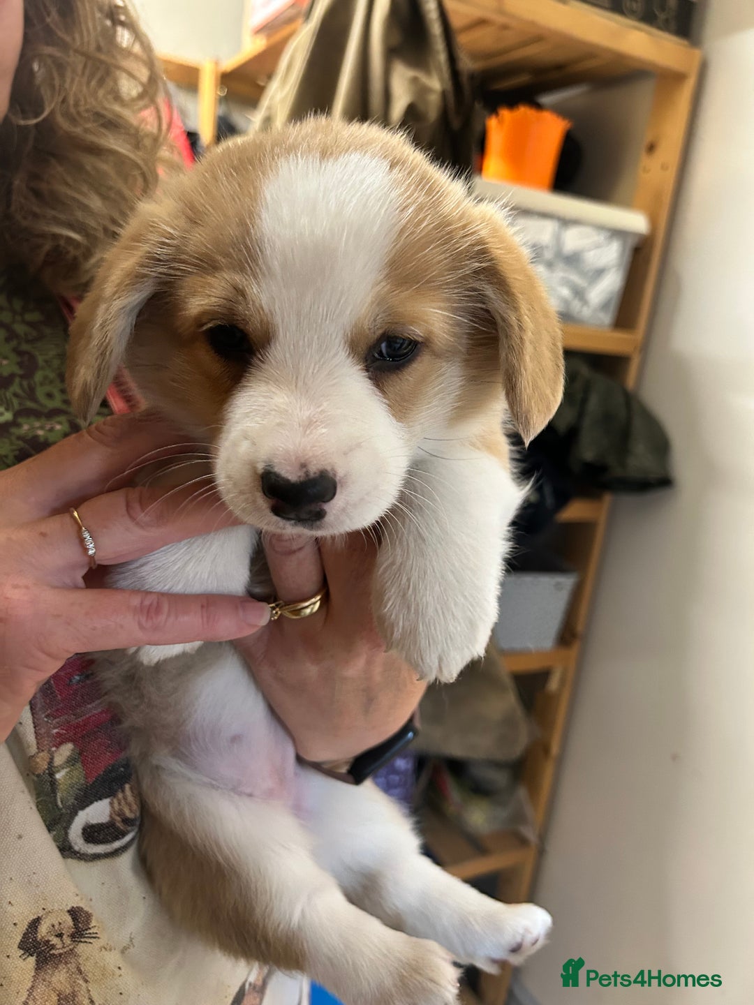 Welsh Corgi Pembroke dogs for sale: 🐾 Pedigree Pembroke Welsh Corgi Puppies 🐾 - Image 10
