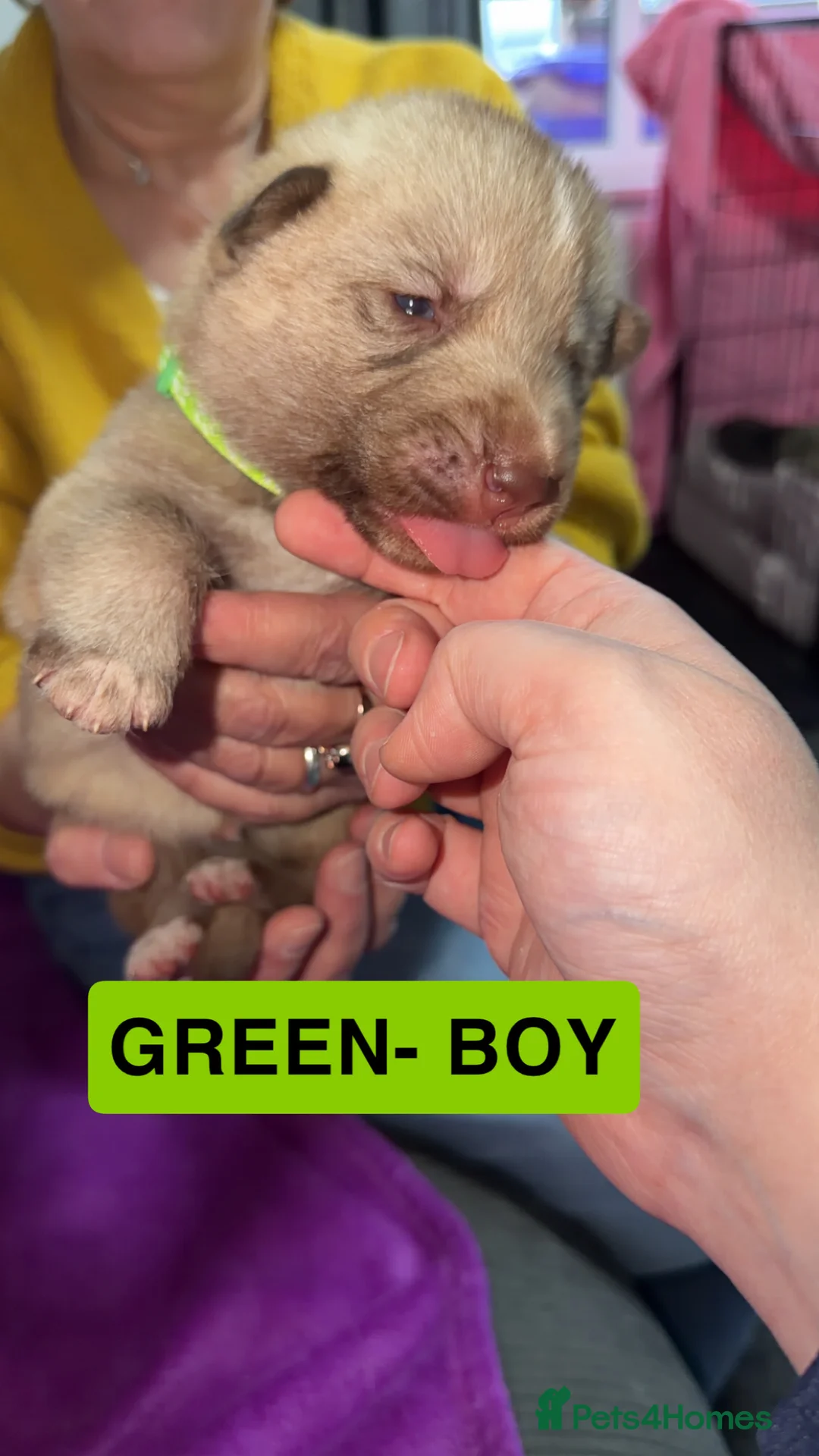 Shepsky dogs for sale: German Shepherd cross Husky Puppies - Advert 5