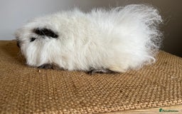 Guinea Pig rodents for sale: Swiss Guineapigs  - Image 5