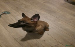 Belgian Shepherd Dog dogs for sale: Belgian Malinois  - Image 4