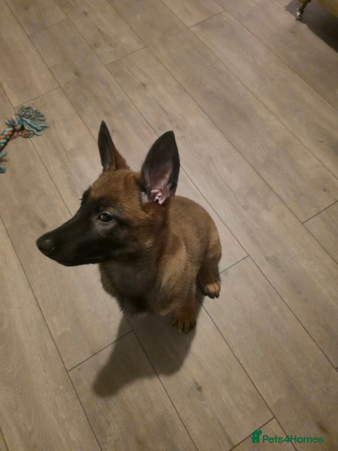 Belgian Shepherd Dog dogs for sale: Belgian Malinois  - Image 4