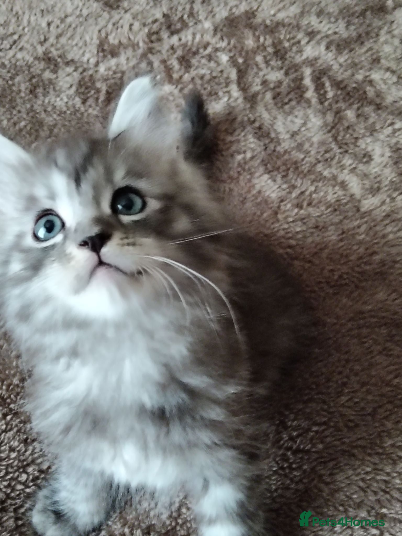 Maine Coon cats Maincoon kittens for sale - Advert 2