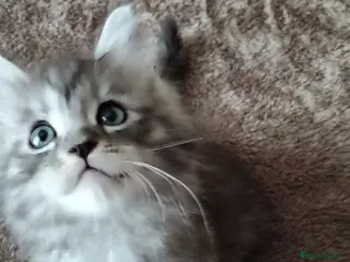 Maine Coon cats Maincoon kittens for sale - Advert 2