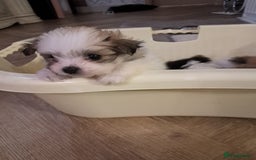 Mixed Breed dogs for sale: Beautiful Pomchon puppies FOR SALE - Image 12