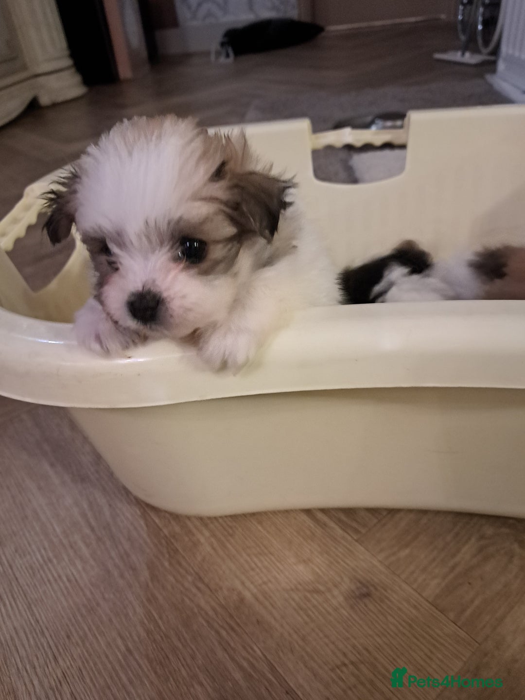 Mixed Breed dogs for sale: Beautiful Pomchon puppies FOR SALE - Image 12