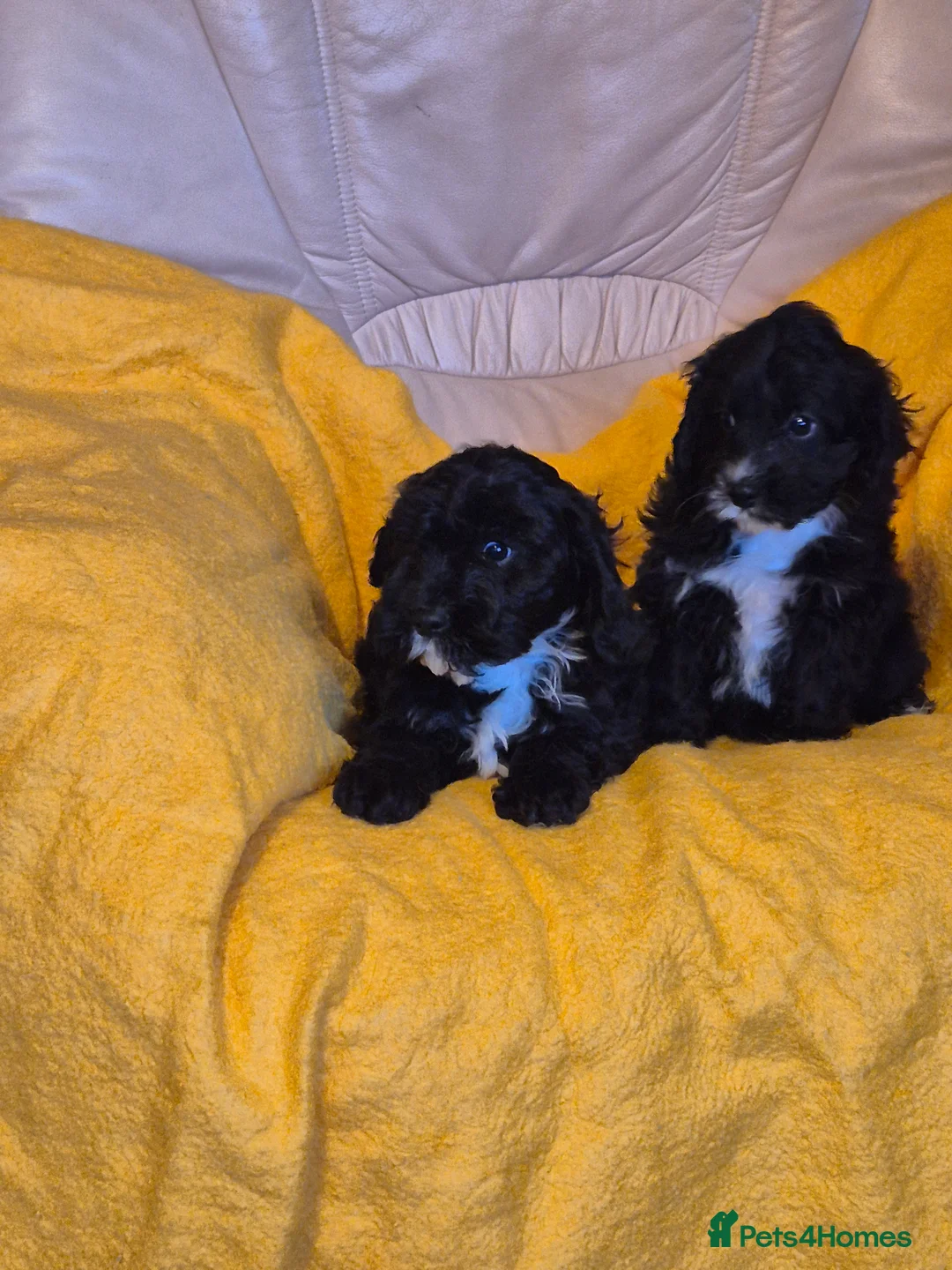 Cavapoo dogs for sale: Adorable Cavapoo puppies  - Advert 2