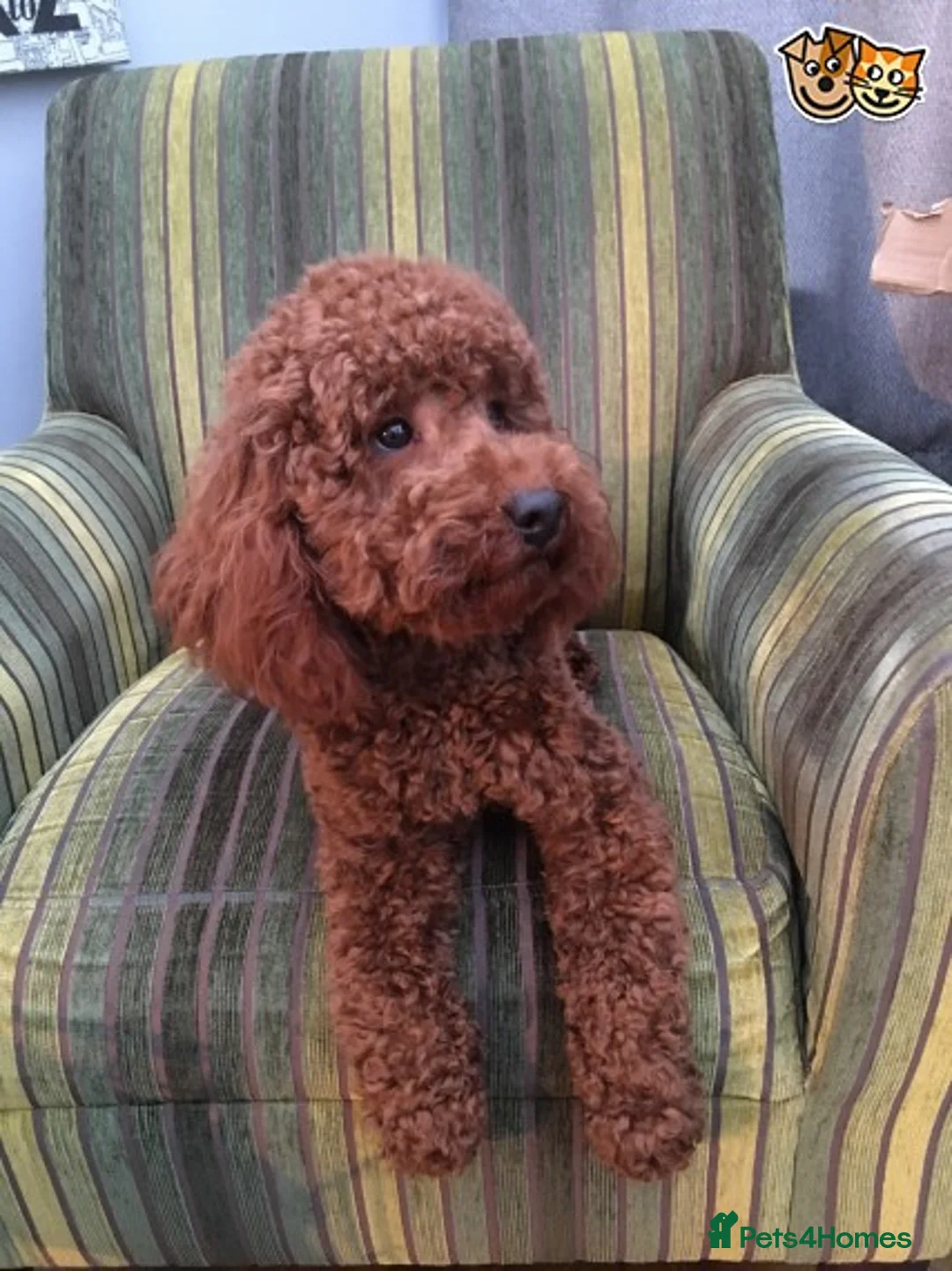 Toy Poodle dogs for stud: KC Miniature Poodle stud dog fox red PRA tested in Hockley - Advert 3