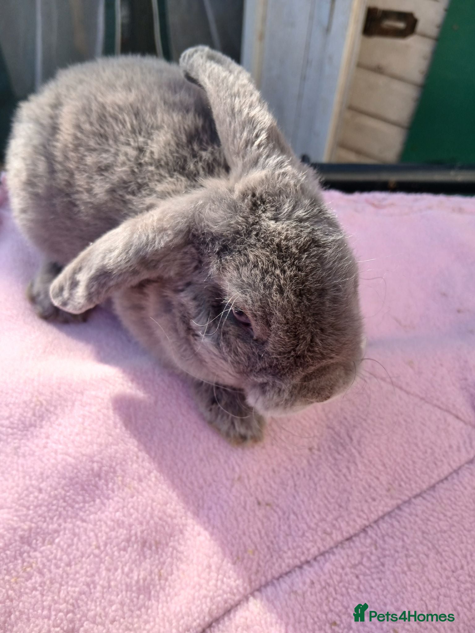 Mini Lop rabbits Plush Mini lop baby rabbit,  baby boar guinea pig  - Advert 9