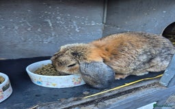 Mini Lop rabbits for sale: 2 male mini lops rabbits for sale  - Image 3