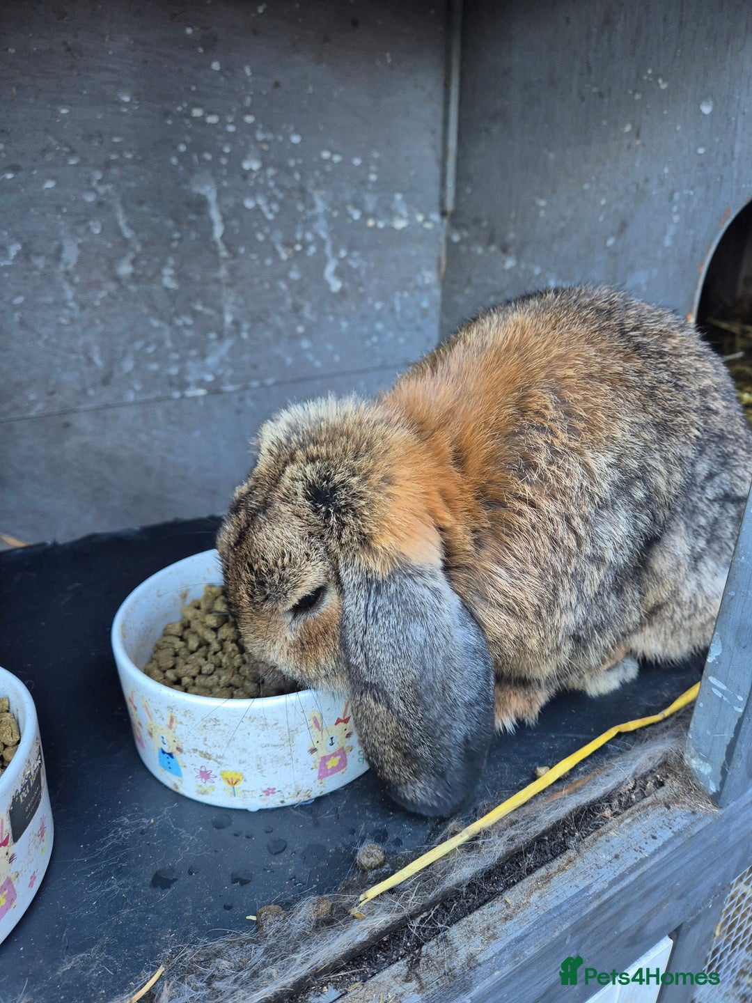 Mini Lop rabbits for sale: 2 male mini lops rabbits for sale  - Image 3