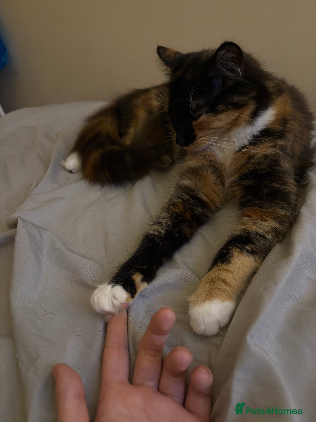 Domestic Shorthair cats for sale: Bonded sisters, please adopt together!  - Image 16