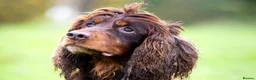 Cocker Spaniel dogs for stud: Proven Stud - Working Cocker Spaniel in Middlewich - Advert 4