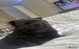 Chow Chow dogs for sale: BLACK GIRL CHOW CHOW - READY NOW!!! - Image 22