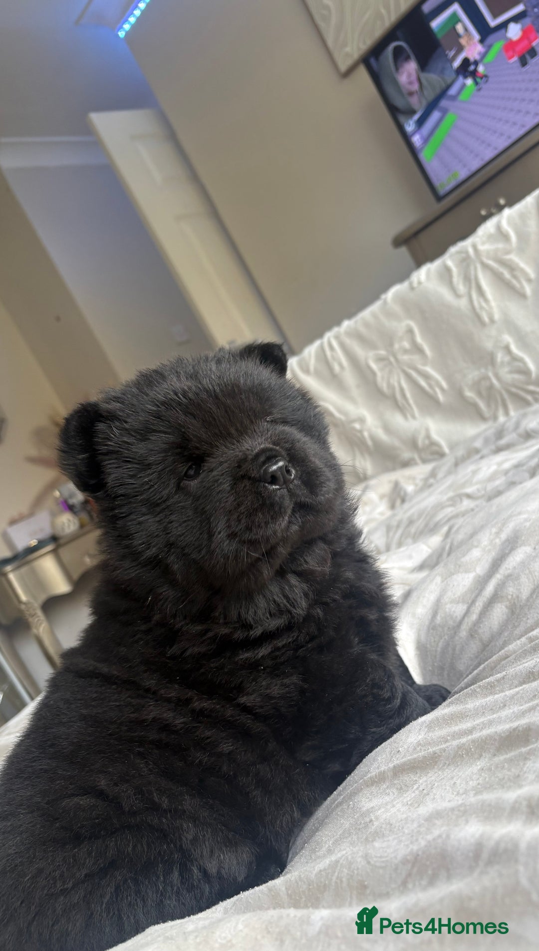 Chow Chow dogs for sale: BLACK GIRL CHOW CHOW - READY NOW!!! - Image 22