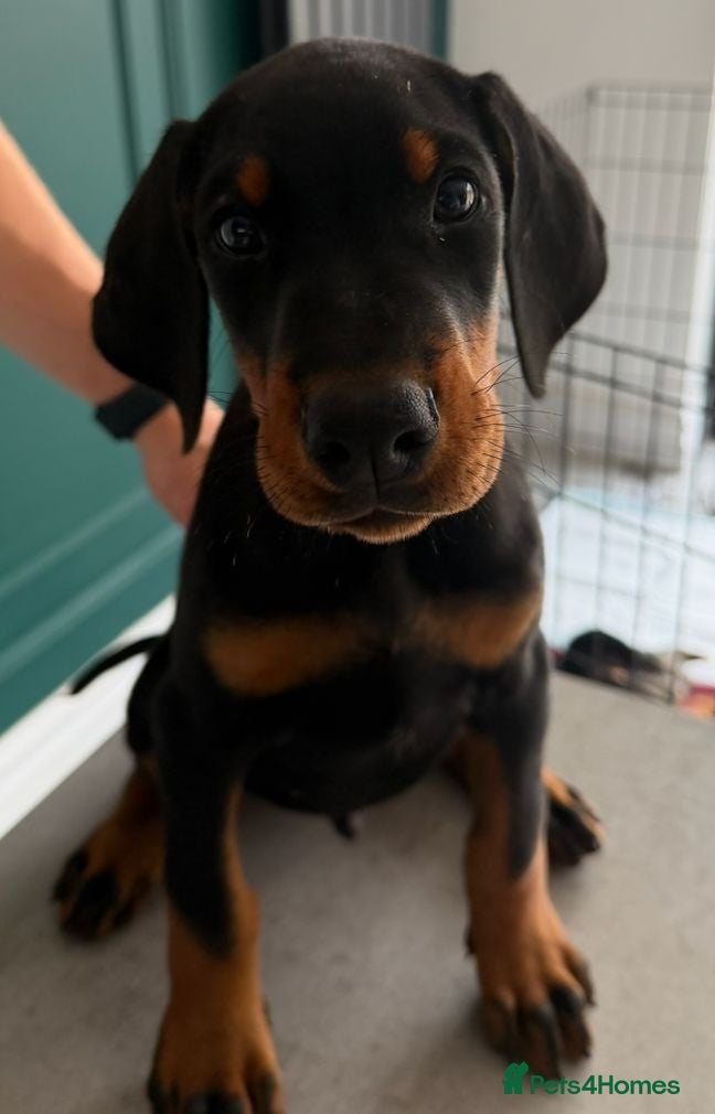 Dobermann dogs 2 LEFT,READY NOW,BEAUTIFUL DOBERMAN PUPPIES - Advert 2