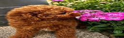 Toy Poodle dogs for sale: Stunning Asian Toy Poodle Puppies – Ready Now 🐾 - Advert 5