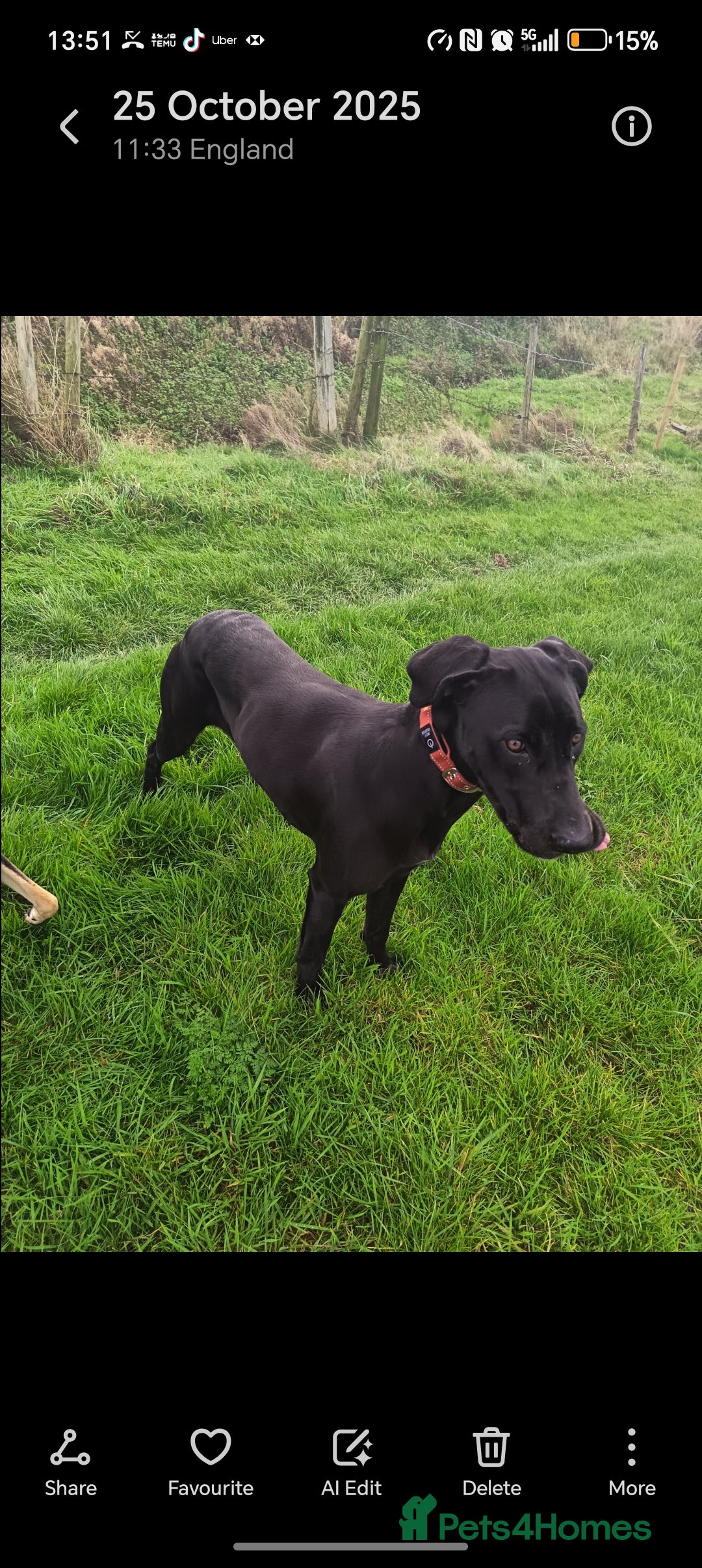 Mixed Breed dogs for sale: Cane Corso x lurcher (saluki/greyhound) )  - Advert 8