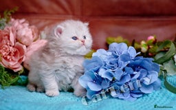 Persian cats for sale: Persian Chinchilla Kittens - Image 6