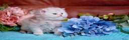 Persian cats for sale:  Persian Chinchilla Kittens - Advert 9