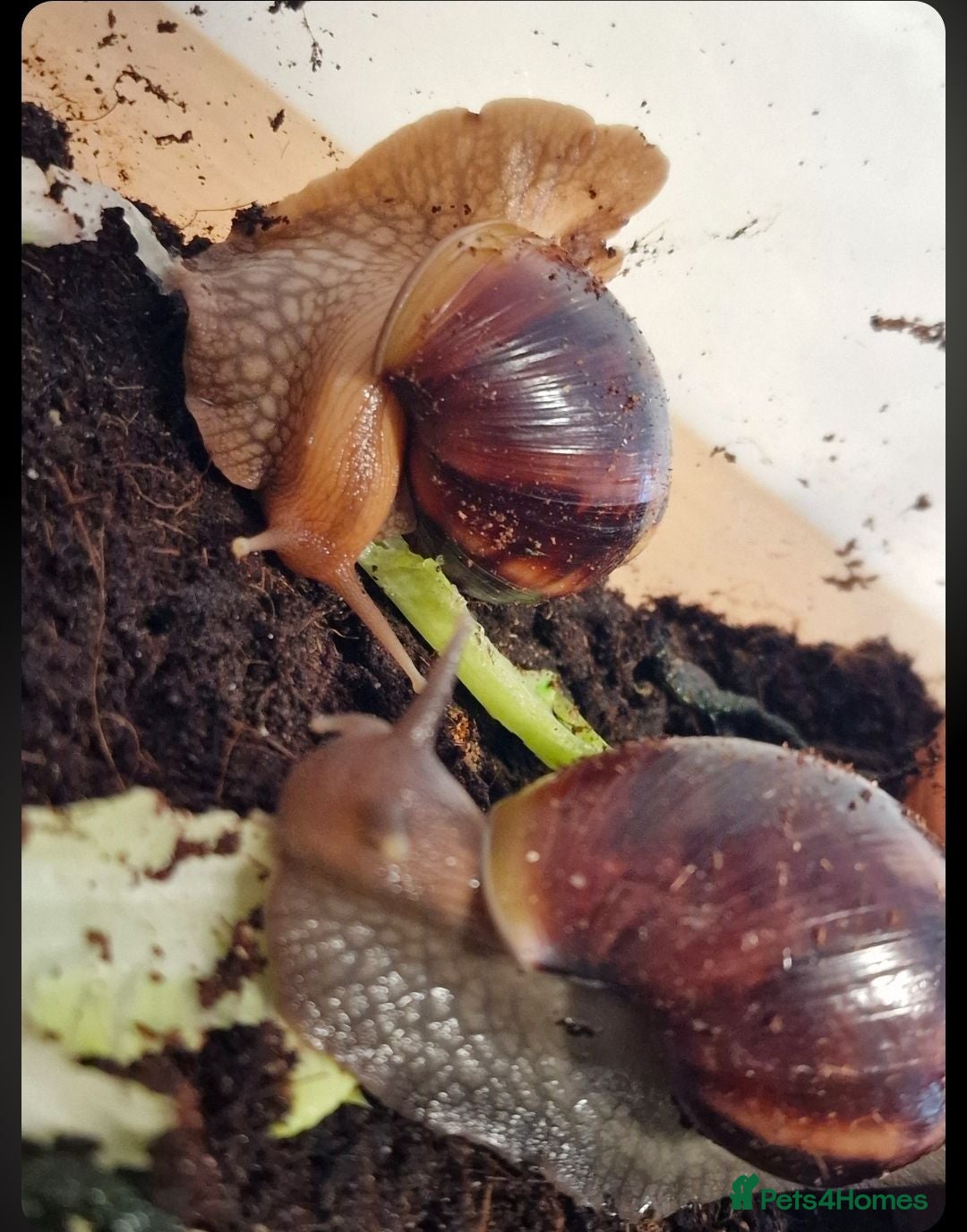 Snails invertebrates 5 giant African land snails  - Advert 13