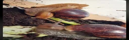 Snails invertebrates for sale: 5 giant African land snails  - Advert 1