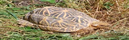 Tortoise reptiles for sale: INDIAN STAR TORTOISES ADULT BREEDING TRIO - Advert 3