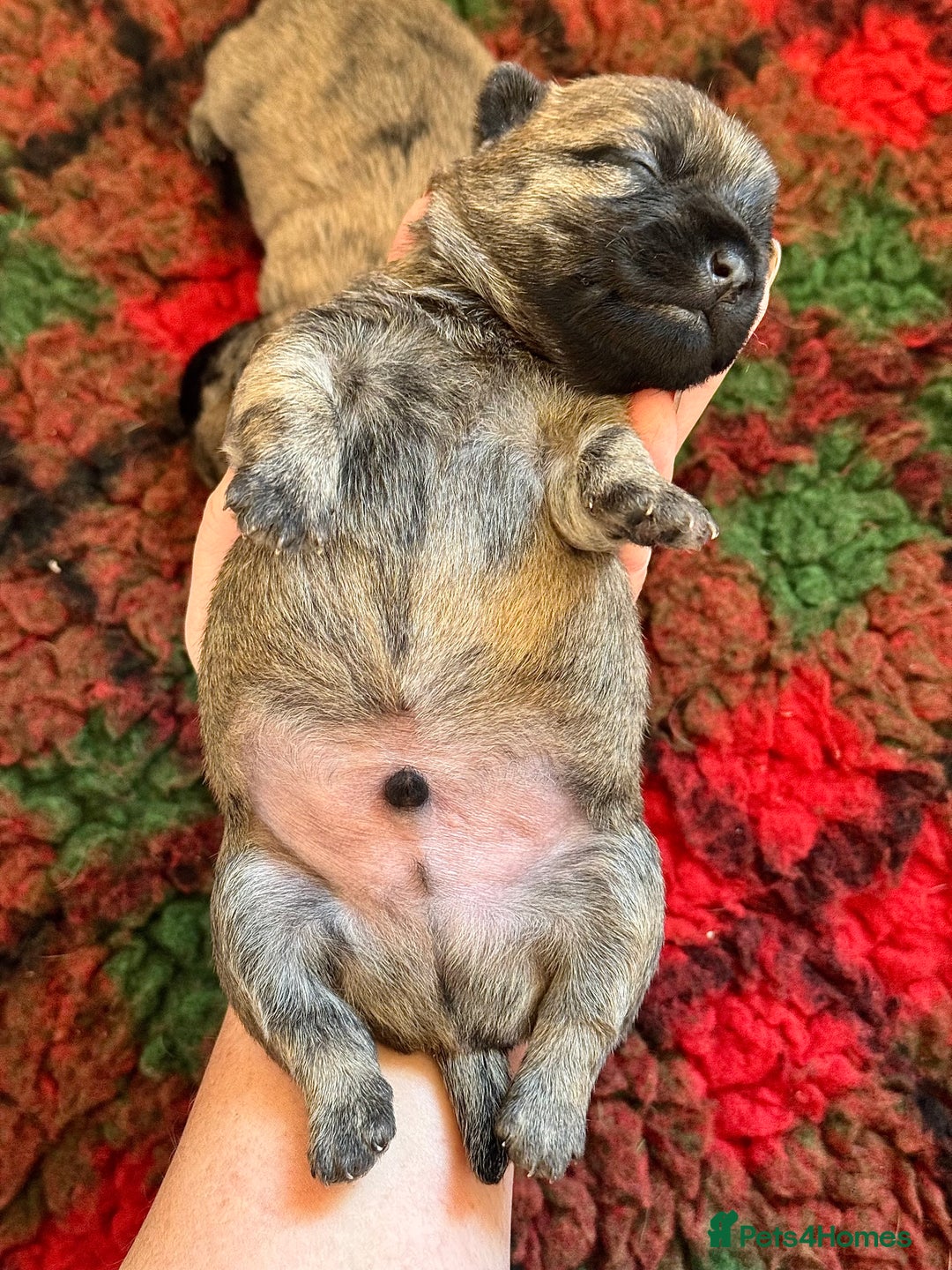 Cairn Terrier dogs for sale: KC registered Male pups off health tested parents  - Advert 4