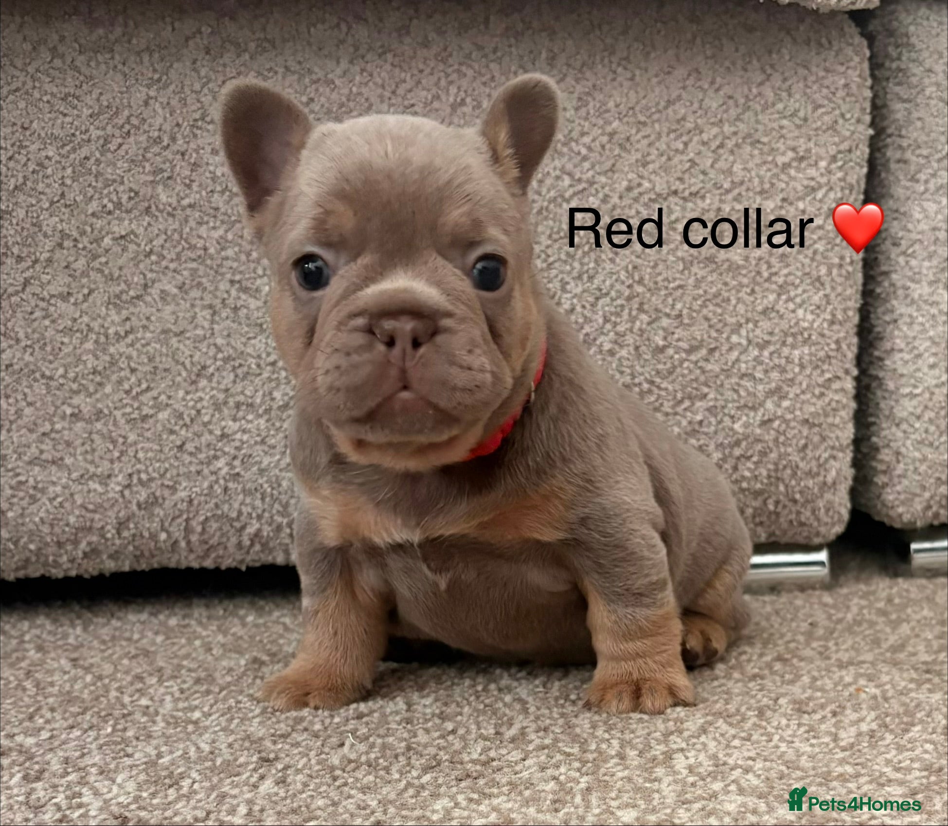 French Bulldog dogs Beautiful french bulldogs  - Advert 2