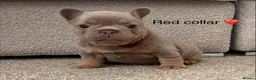 French Bulldog dogs for sale:  MASSIVELY REDUCED AGAIN!!READY TO LEAVE-frenchies - Advert 31