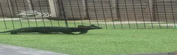 Mixed Breed cats for sale: 2 kittens - Advert 11