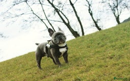 French Bulldog dogs for stud: Blue frenchie stud in Dunfermline - Image 4