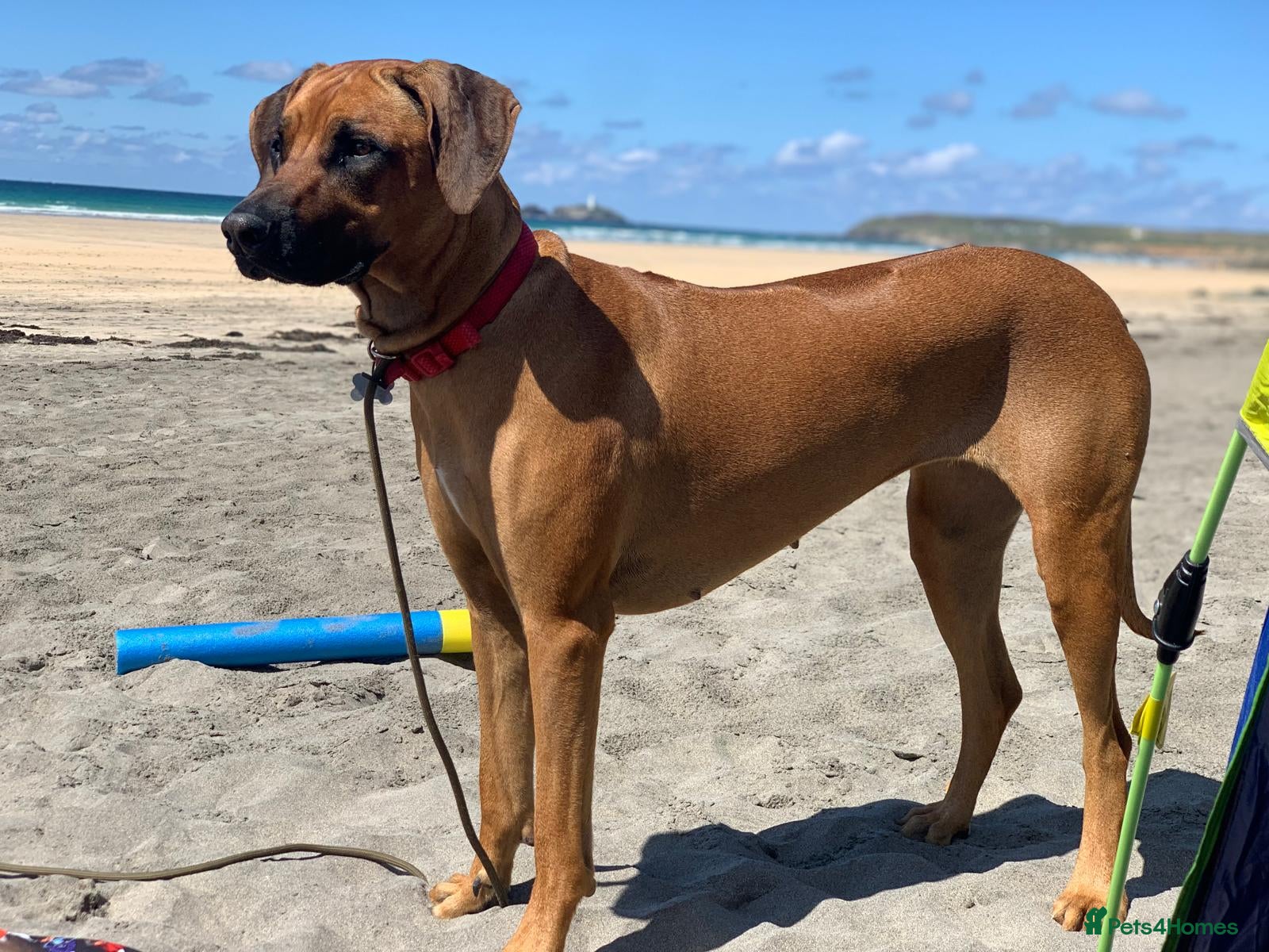 Rhodesian Ridgeback dogs for sale: Stunning KC Registered Rhodesian Ridgeback Puppies - Advert 27