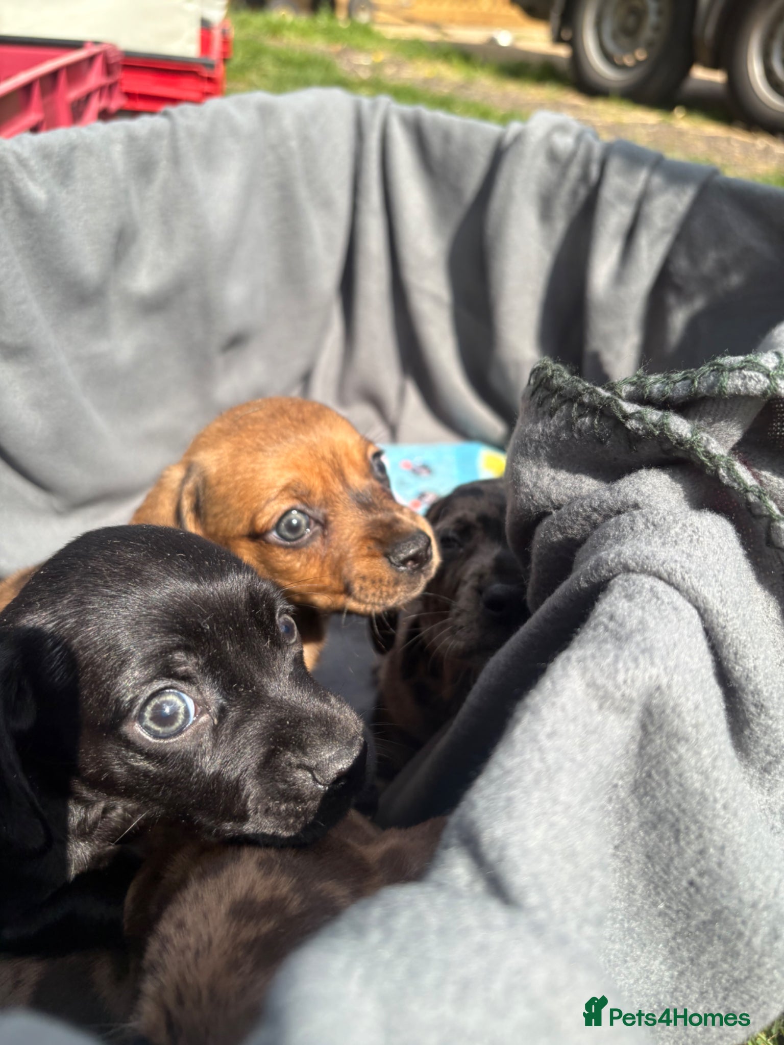 Dachshund dogs Stunning litter miniature sausage dogs - Advert 2