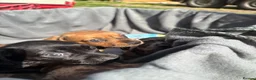 Dachshund dogs for sale: Stunning litter miniature sausage dogs - Advert 2