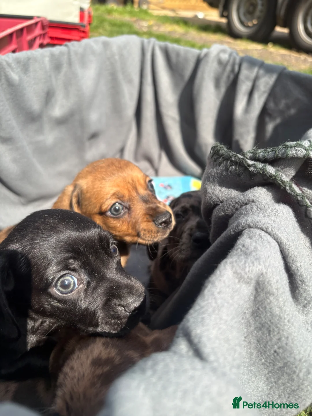 Dachshund dogs for sale: Stunning litter miniature sausage dogs - Advert 2