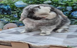 Mini Lop rabbits for sale: Mini lops - Image 7