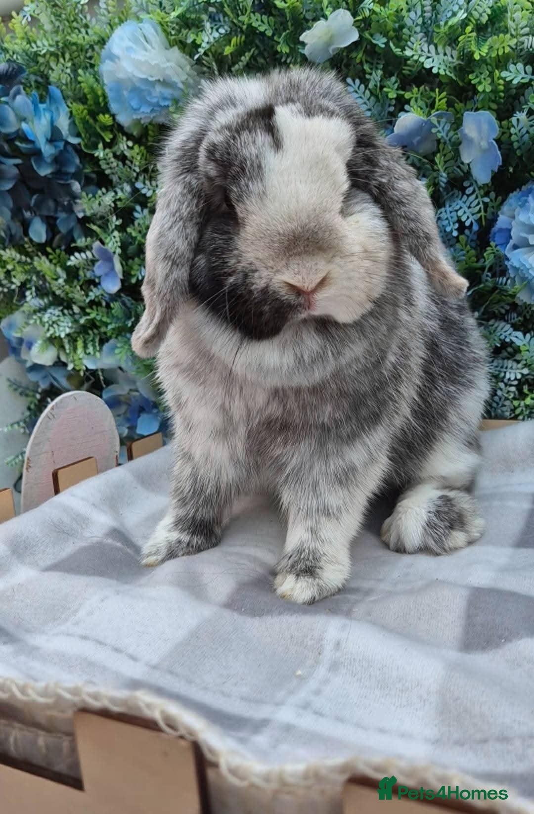 Mini Lop rabbits for sale: Mini lops - Image 7