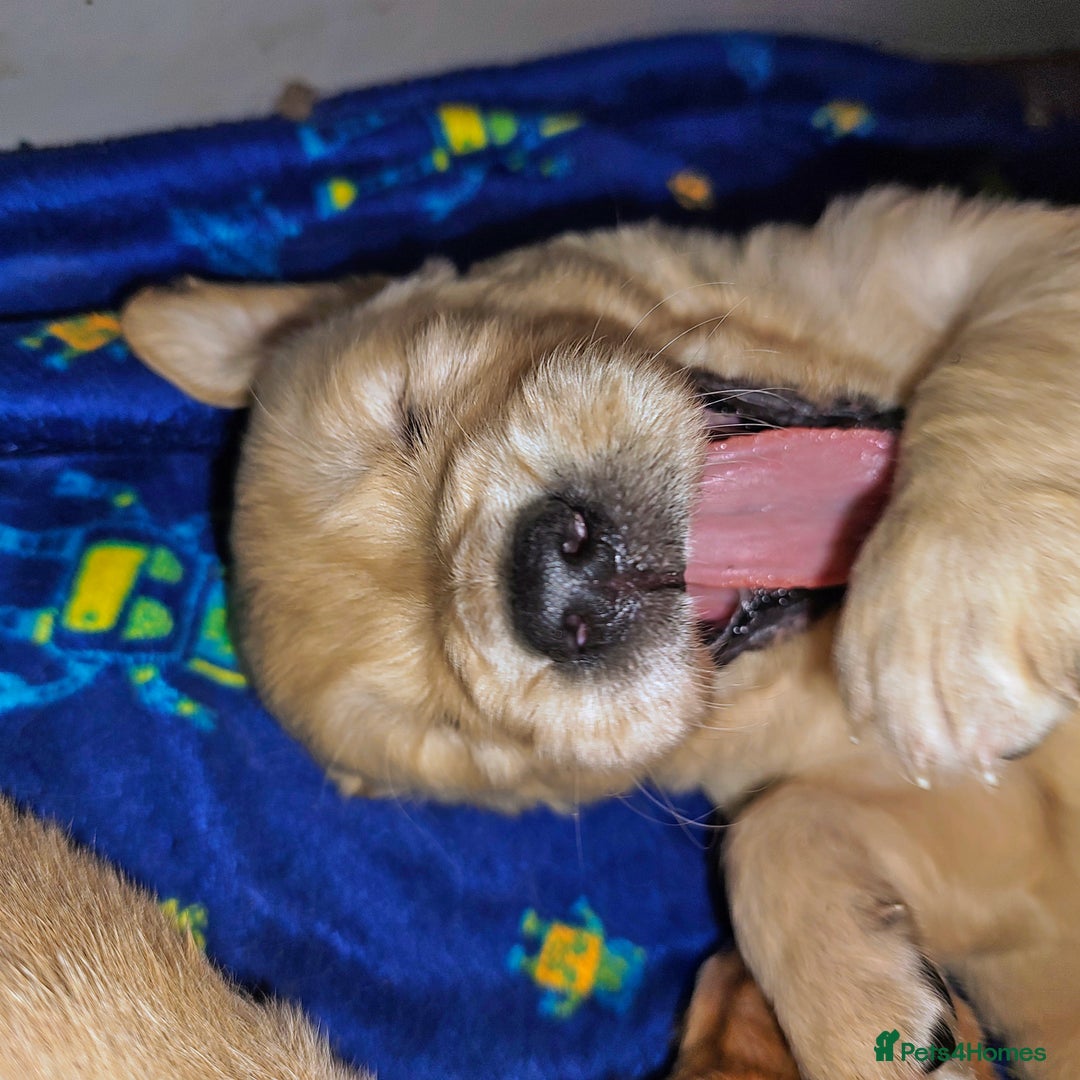 Golden Retriever dogs for sale: Amazing puppies  - Advert 16