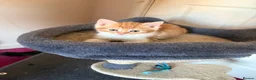 Mixed Breed cats for sale:  1 gorgeous fluffy kitten - Advert 5