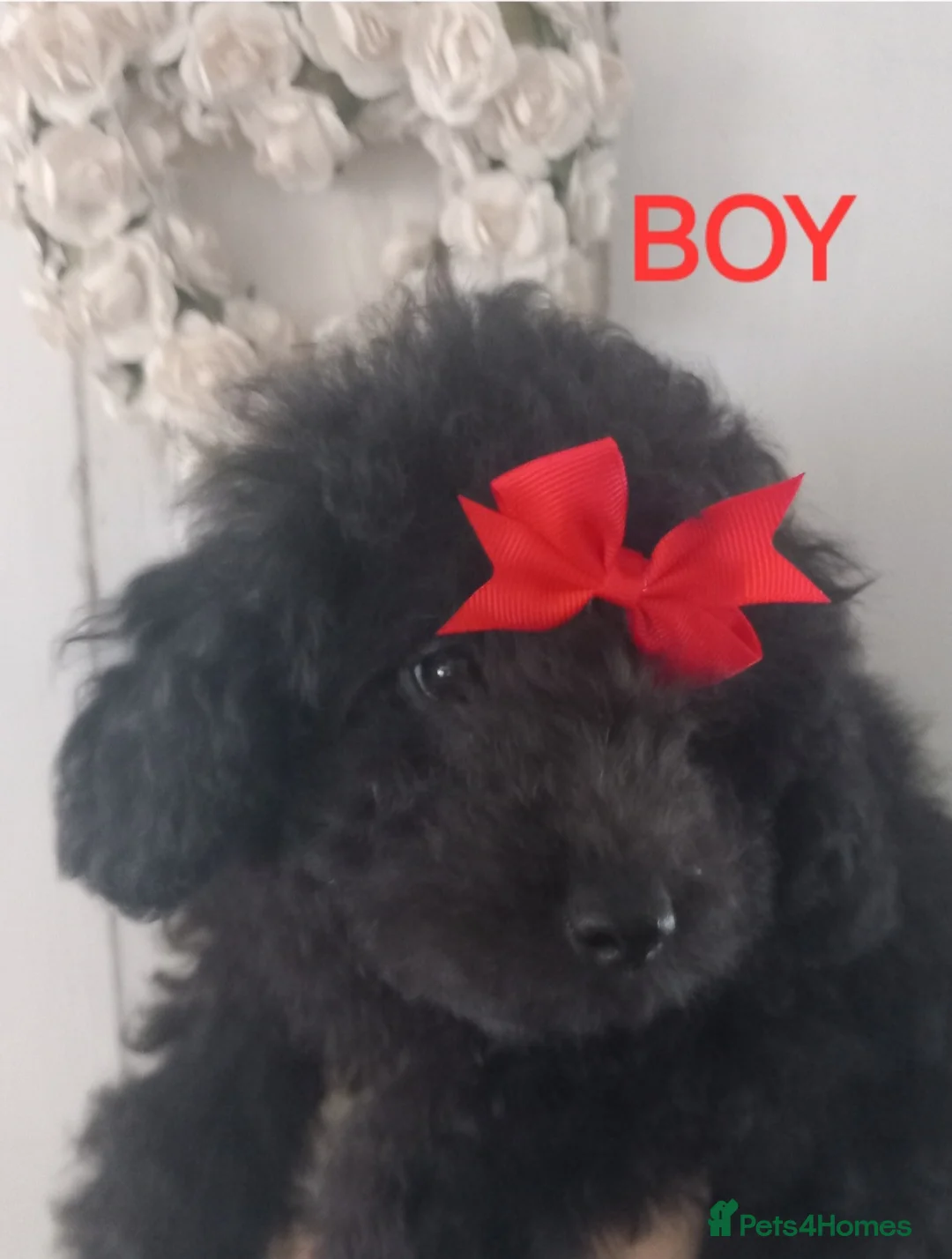Toy Poodle dogs for stud: *2 STUDS AVAILABLE*FULL PEDIGREE SILVER & PHANTOM - Advert 37