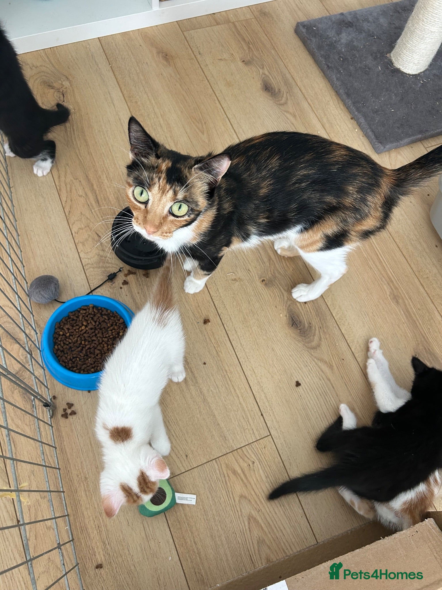 Mixed Breed cats 4 boys 1 girl ready to go now - Advert 3