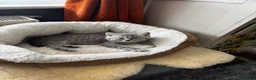British Shorthair cats for sale: 4 beautiful British shorthair/longhair blue  - Advert 17
