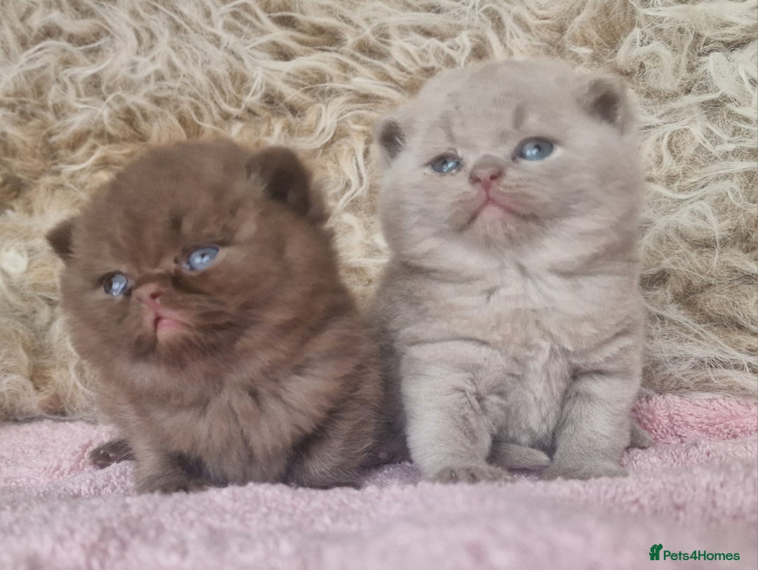 British Shorthair cats for sale: Tica registered British Shorthair kittens Champion - Image 10