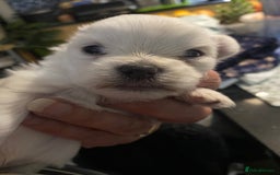 Chihuahua dogs for sale: Two white Chihuahua puppies  - Image 5