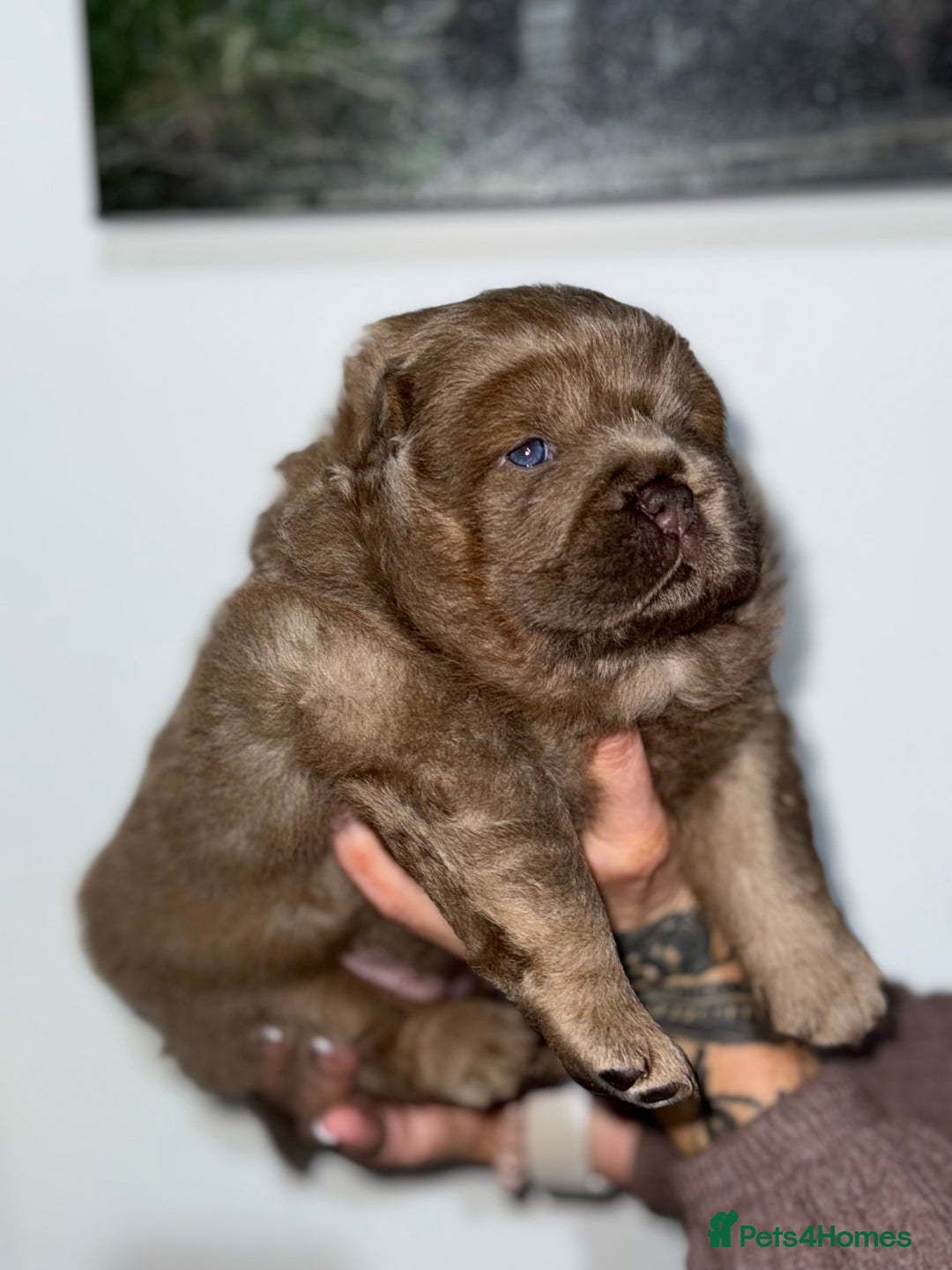 Chow Chow dogs for sale: Beautiful chow litter KC registered 🧬💜🍫 - Advert 11