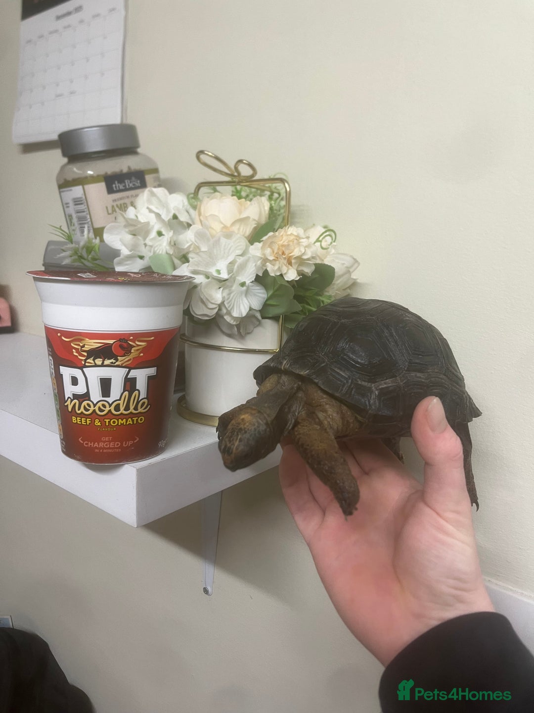 Tortoise reptiles for sale: Aldabra Tortoise - Advert 5