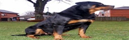 Rottweiler dogs for sale: MASSIVE ROTTWEILER PUPPIES  - Advert 18